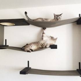 Go Vertical with Cat Wall Shelf Systems