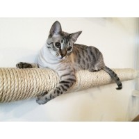 Wall-mounted Sisal Cat Pole - Horizontal Runway