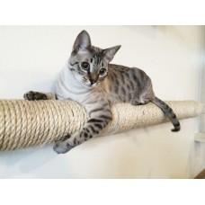 Wall-mounted Sisal Cat Pole - Horizontal Runway