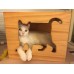 CatsBox Wall Mountable Cat Condo